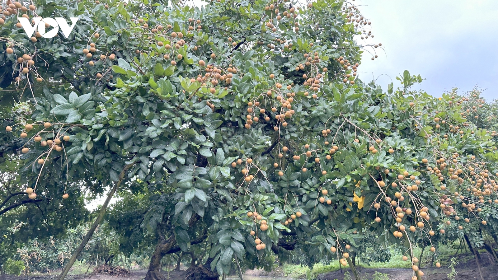 Nhãn Cần Thơ đạt chứng nhận GlobalGAP, vươn sang thị trường khó tính